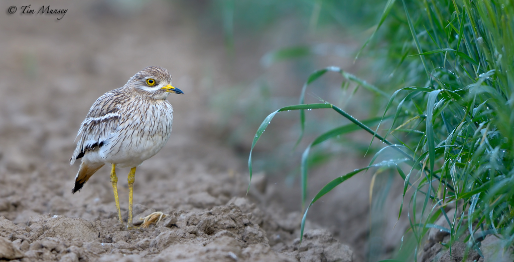 Stone Curlew 2012